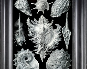 SHELL FISH Print Ernst Haeckel 8X10 Art Print 3 Antique Black and White Sea Shell Seashells Ocean Home Wall Decoration Interior Design