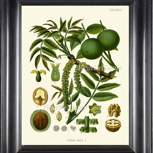 Walnut Botanical Print Kohler Herb 8x10 Art 2 Beautiful Antique Vintage Art Tree Plant Cooking Painting Plate Green Flower Seeds Wall Decor