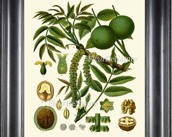 Walnut Botanical Print Kohler Herb 8x10 Art 2 Beautiful Antique Vintage Art Tree Plant Cooking Painting Plate Green Flower Seeds Wall Decor