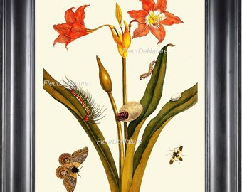 BOTANICAL PRINT Sibylla 8x10 Botanical Art Print 22 Beautiful Red Lily Flower Butterfly Moth Spring Summer Garden Home Decor