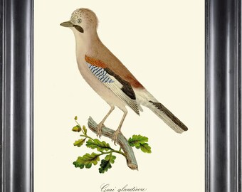 Vintage Bird Print DCF18 Beautiful Eurasian Jay Antique Wall Art  Bedroom Dining Kitchen Fireplace Hallway Office Home Room Decor to Frame