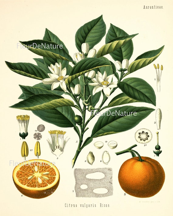BOTANICAL PRINT Kohler 8x10 Botanical Art Print 31 Beautiful