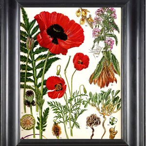 BOTANICAL PRINT Red Poppy 8x10 Botanical Art Print 1 Beautiful Red Poppy Country Nature Spring Simmer Garden Plant to Frame Interior Design