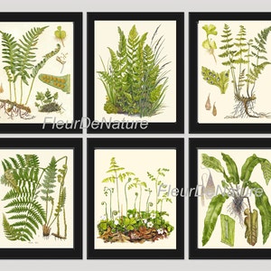 FERN Print SET de 6 Botanical Art Print 8X10 Lindman Antique Green Ferns Roots Chart Forest Summer Plant Nature to Frame Home Decor Garden