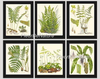 FERN Print SET of 6 Botanical Art Print 8X10 Lindman Antique Green Ferns Roots Chart Forest Summer Plant Nature to Frame Home Decor Garden