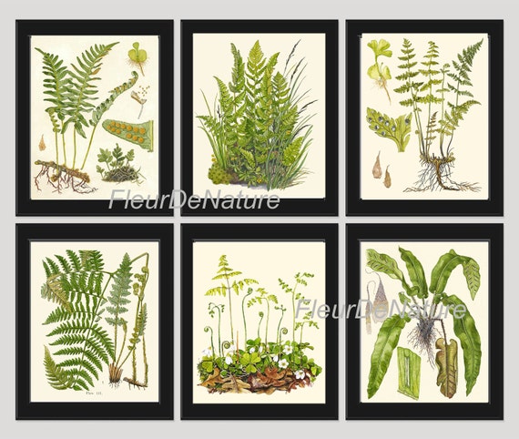 FARN Druck 6er Set Botanischer Kunstdruck 8x10 Lindman Antik Grn Farne  Wurzeln Karte Wald Sommer Pflanze Natur zu Rahmen Home Decor Garten - Etsy  sterreich