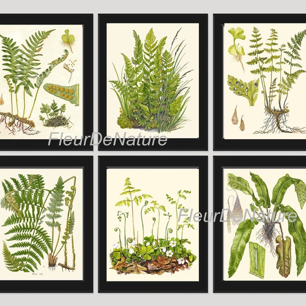 FERN Print SET of 6 Botanical Art Print 8X10 Lindman Antique Green Ferns Roots Chart Forest Summer Plant Nature to Frame Home Decor Garden
