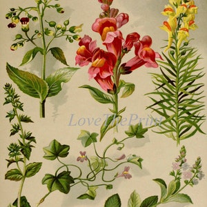 Botanical Flowers Print Set of 9 Vintage Antique Wall Art Beautiful ...