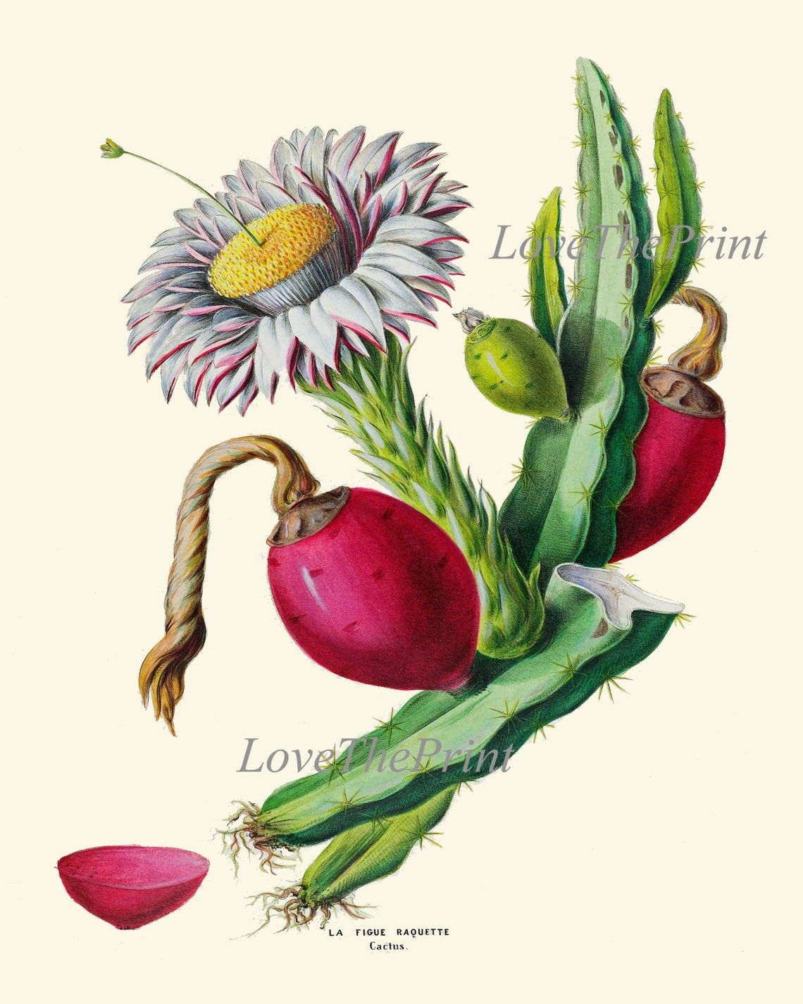 Tropical Fruit Botanical Print SET of 4 Wall Art Prints Beautiful ...
