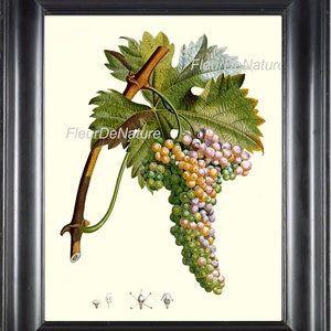 BOTANICAL FRUIT PRINT Poiteau 8x10 Botanical Art 43 Beautiful Violet Corinth Grapes Grapevine White Purple Nature to Frame Wall Home Decor