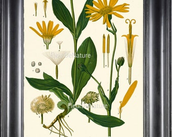 BOTANICAL PRINT Kohler 8x10 Botanical Art Print 118 Beautiful Leopard's Bane Yellow Dandelion Wildflower Field Nature Plant Summer Garden