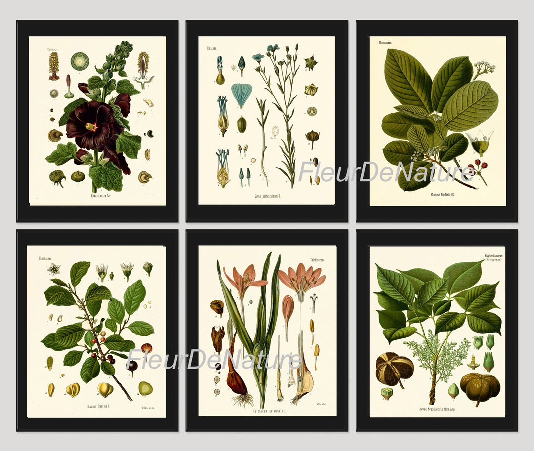 BOTANICAL Print SET of 6 Art Prints 8x10 Kohler Beautiful Large ...