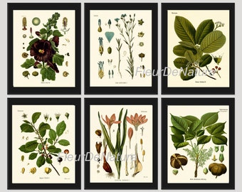 Puede incluir: Conjunto de seis ilustraciones botánicas vintage que presentan dibujos detallados de varias plantas, incluyendo una malva real con flores de color púrpura oscuro, una planta de lino azul, una planta de café con hojas verdes y bayas rojas, un azafrán con flores rosadas y dos tipos diferentes de árboles con hojas verdes. Las ilustraciones están en un estilo clásico con detalles intrincados y colores vibrantes.