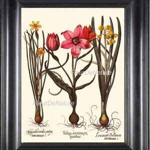Besler botánico impresión 8 x 10 Art 27 rojo amarillo Tulipanes hermosos Blooming flores antiguo escritura carta primavera verano interiorismo al marco