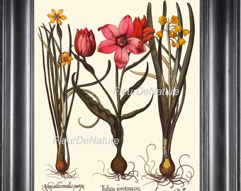 BOTANICAL PRINT Besler 8x10 Art 27 Beautiful Red Yellow Tulips Blooming Flowers Antique Writing Chart Spring Summer Interior Design to Frame