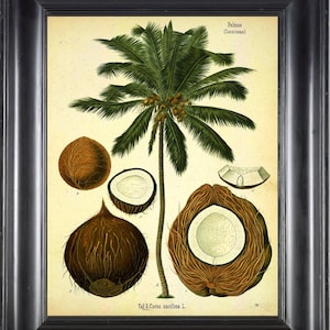 BOTANICAL PRINT Kohler 8x10 Botanical Art Print 20 Beautiful Large Coconut Tropical Palm Tree Chart to Frame Wall Decor