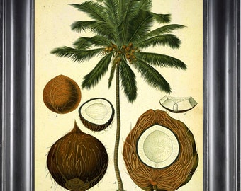 BOTANICAL PRINT Kohler 8x10 Botanical Art Print 20 Beautiful Large Coconut Tropical Palm Tree Chart to Frame Wall Decor