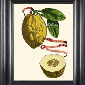 FRUIT afdrukken Lemon 8 X 10 botanische kunst Print 3 1708 antieke prachtige gouden Citrus Plant tropische tuin muur opknoping aan Frame