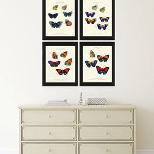 Butterfly Print Wall Art WH21 Beautiful Antique Butterflies Red Orange Spring Summer Garden Chart Home Room Decor Illustration to Frame image 4