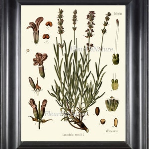 Impressão de arte botânica de lavanda Kohler Herb Spice 8x10 Arte 6 Linda flor antiga planta gráfico país francês provençal decoração de parede de casa