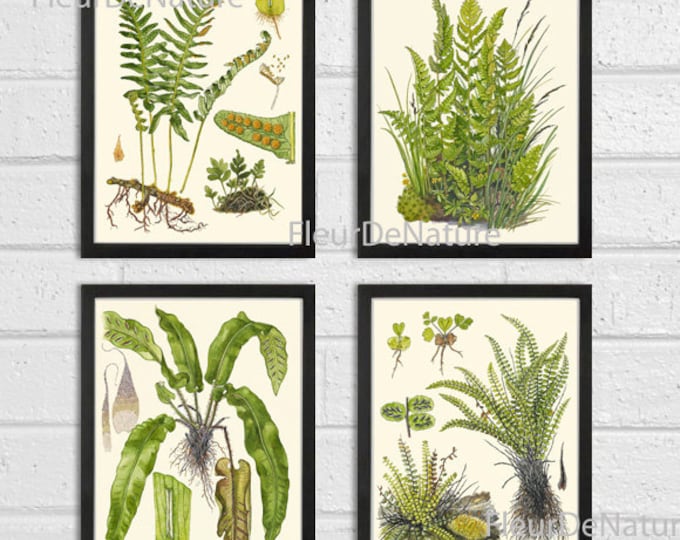 Botanical Flower Print Set of 9 Besler 8x10 Art Beautiful Blue White ...