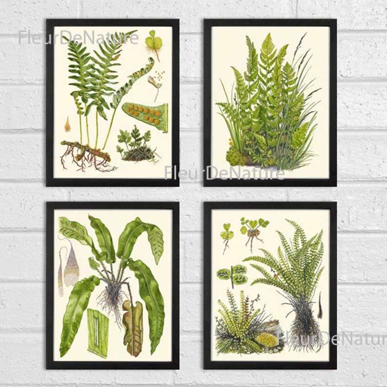 FERN Print SET of 4 Botanical Art Print 8X10 Lindman Antique Green Ferns Roots Chart Forest Summer Plant Nature to Frame Home Decor Garden image 1