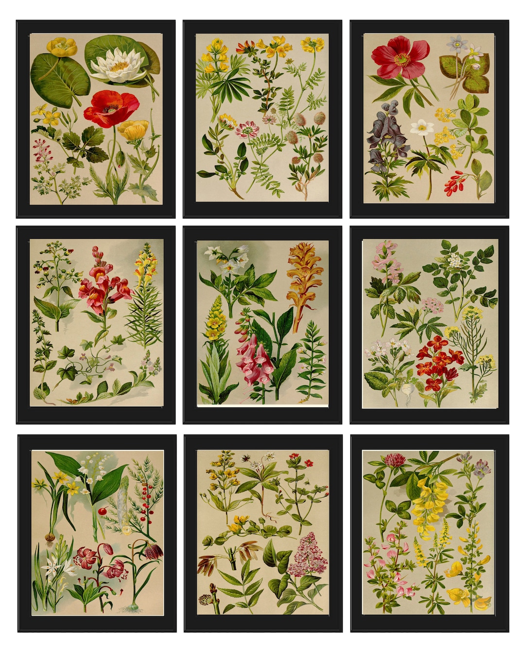 Botanical Flowers Print Set of 9 Vintage Antique Wall Art Beautiful ...