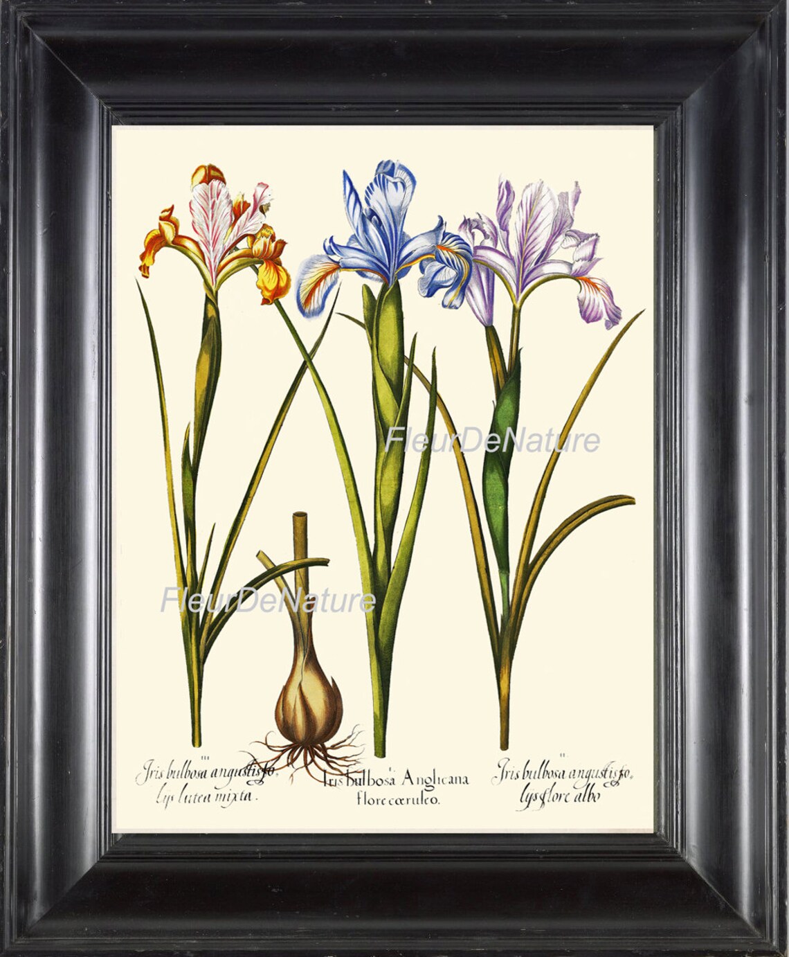 BOTANICAL PRINT Besler 8x10 Art 13 Beautiful Blue Iris Yellow Flower ...