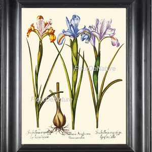 IMPRESSÃO BOTÂNICA Besler 8x10 Arte 13 Linda Íris Azul Amarelo Flor Bulbo Planta Primavera Verão Jardim Gráfico Antigo Decoração de Parede de Quarto de Casa