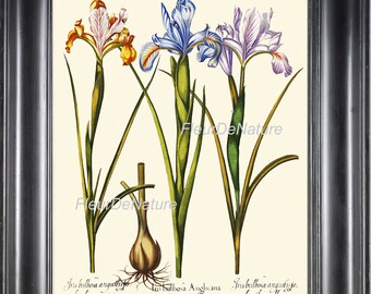 BOTANICAL PRINT Besler 8x10 Art 13 Beautiful Blue Iris Yellow Flower Bulb Plant Spring Summer Garden Antique Chart Home Room Wall Decor