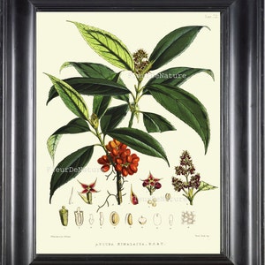 Botanische PRINT Fitch 8 x 10 botanische kunst Print 12 mooie antieke rode bessen grafiek Plant zaden bloemblaadjes bloementuin aard naar Frame