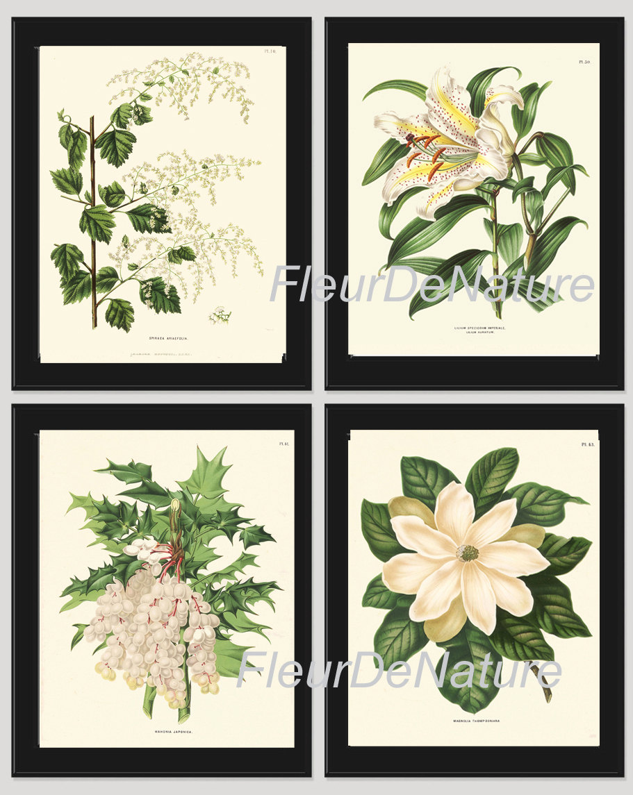 BOTANICAL Print SET of 4 Wall Art Prints Beautiful White Large Magnolia Lily Grape Fruit Spring Summer Garden Antique Home Decor to Frame