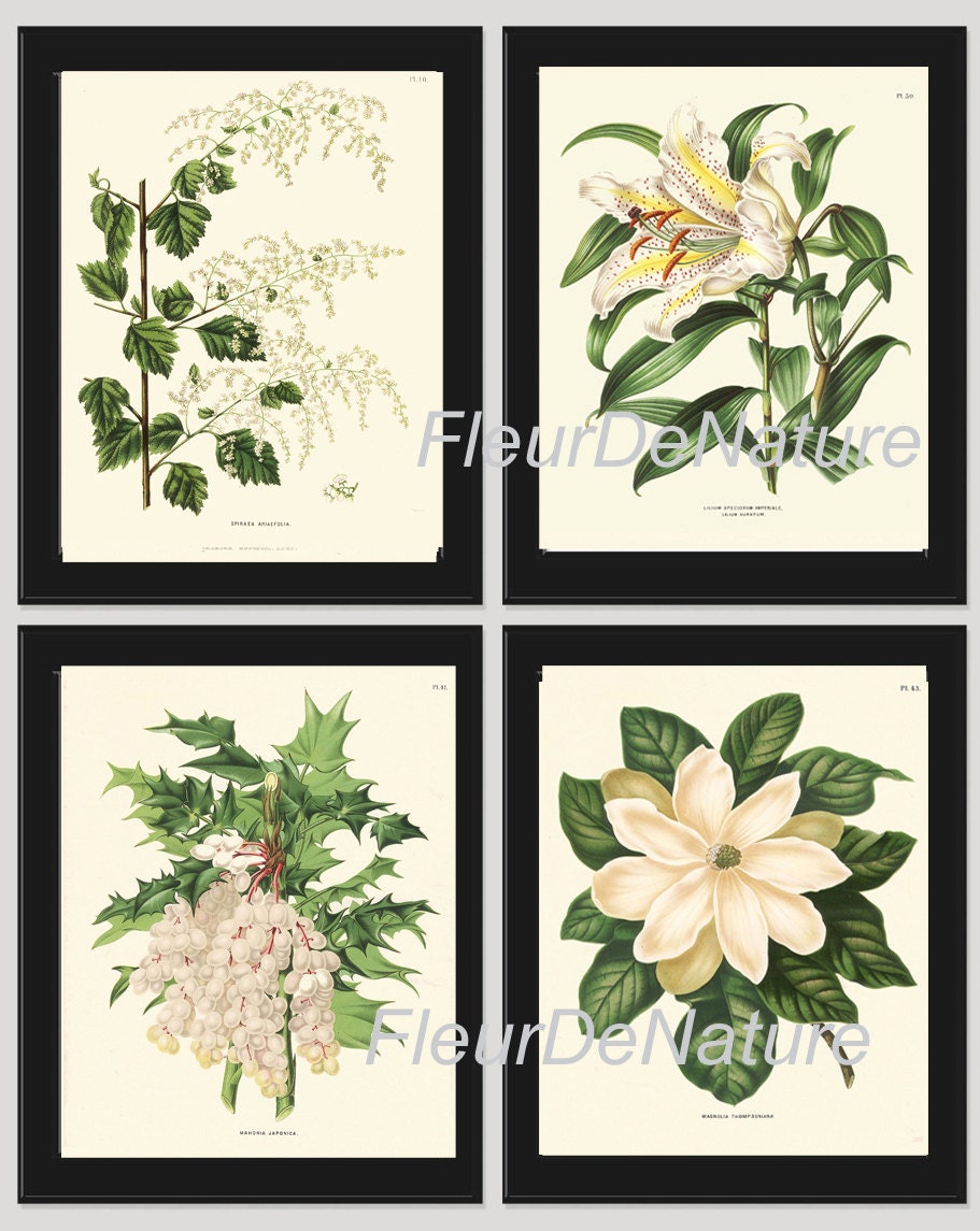 White Camellia Madonna Lily Unframed 8 x 10 Inches Peony Set of 4 Botanical Prints Magnolia