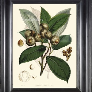 BOTANICAL PRINT Fitch 8x10 Botanical Art Print 20 Beautiful NutTree Branch Nuts Seeds Plant Garden Nature Plant Seeds to Frame Home Decor