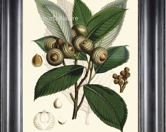 BOTANICAL PRINT Fitch 8x10 Botanical Art Print 20 Beautiful NutTree Branch Nuts Seeds Plant Garden Nature Plant Seeds to Frame Home Decor