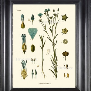 BOTANICAL PRINT Kohler 8x10 Botanical Art Print 45 Beautiful Blue Wildflower Flower Petals Seeds Plant Chart Nature to Frame