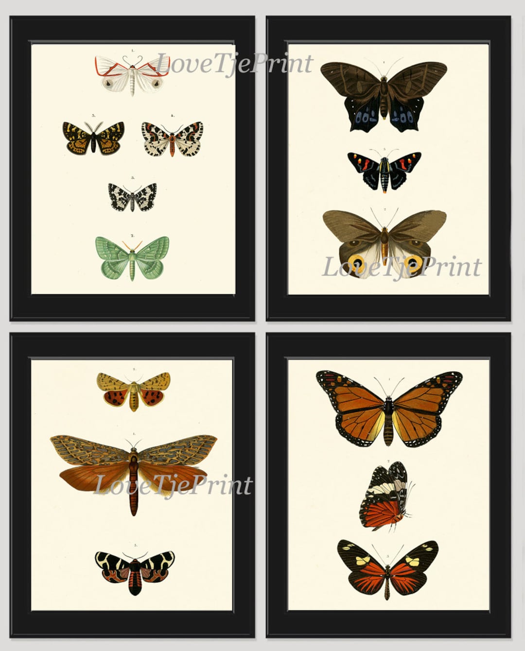 Antique Butterfly Print SET of 4 Prints Beautiful Wall Art Antique ...
