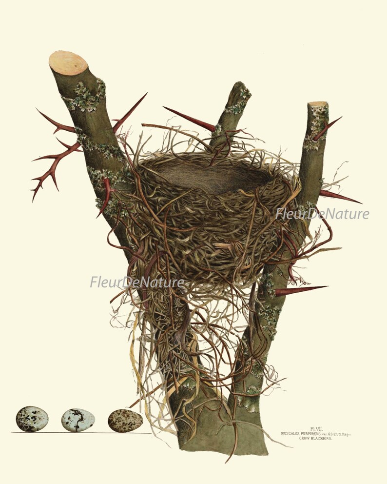 Bird Nest Egg Print SET of 16 Botanical Art 8X10 Beautiful Etsy