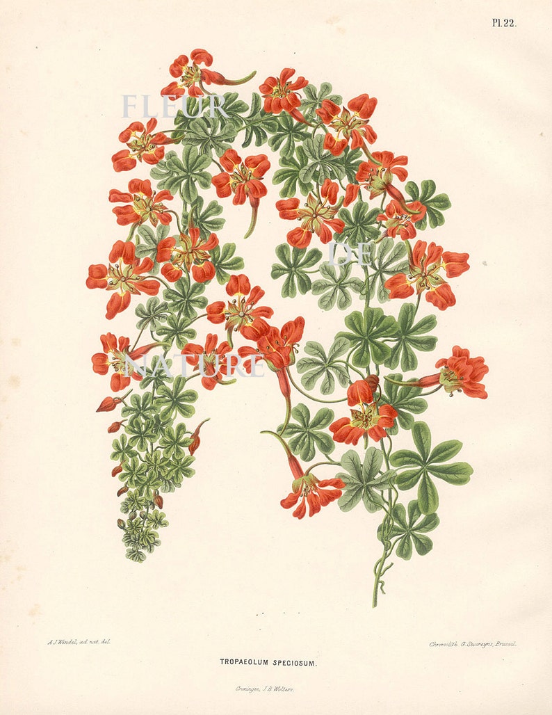 другая ботаника. ф. ботаника биология. другая ботаника. ботанический атлас русской флоры.