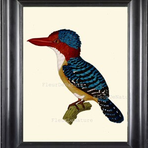 BIRD PRINT 8X10 Art Print 11 Antique Beautiful Colored Blue Red Banded ...