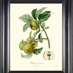 BOTANICAL FRUIT PRINT Poiteau 8x10 Botanical Art Print 30 Beautiful French Green Apple Tree Branch Spring Summer Garden Gift Antique Writing