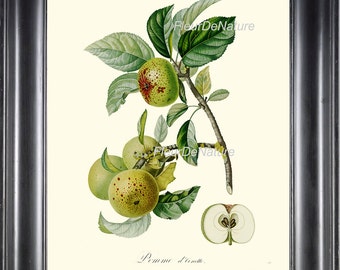 BOTANICAL FRUIT PRINT Poiteau 8x10 Botanical Art Print 30 Beautiful French Green Apple Tree Branch Spring Summer Garden Gift Antique Writing