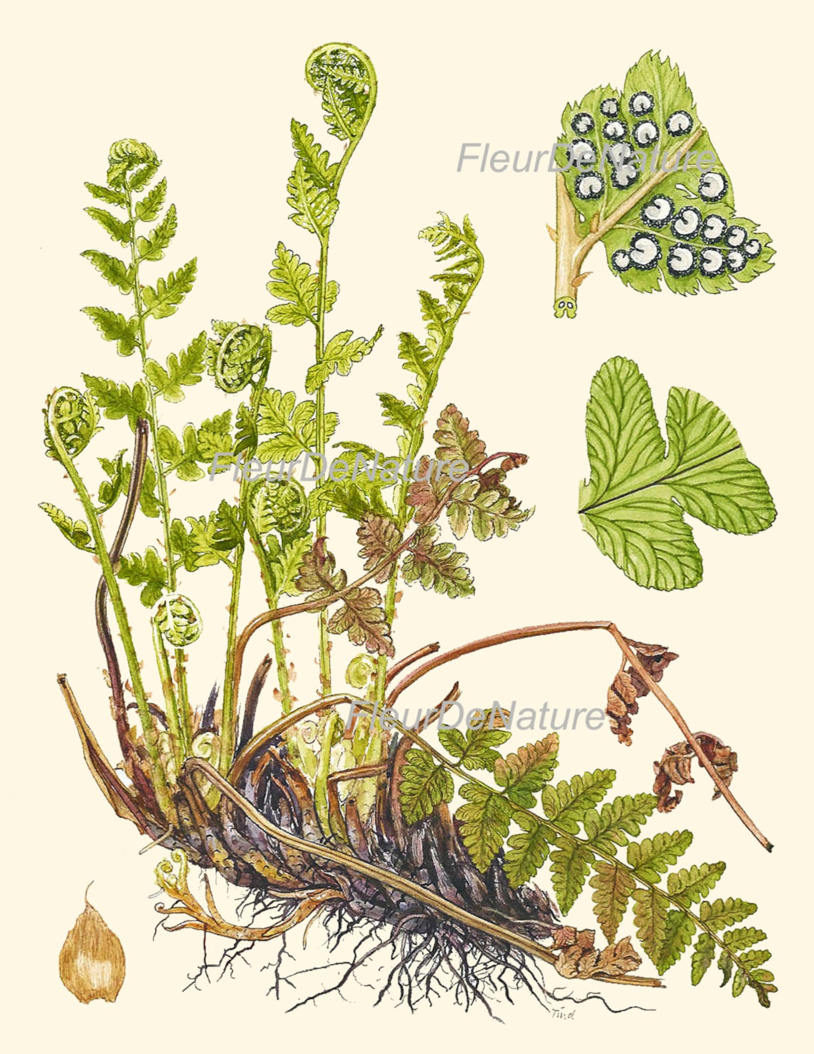 Определитель папоротников. Botanical Prints папоротник. Корневая система папоротника щитовника. Ботаническая акварель папоротник. Папоротник Ботаническая иллюстрация