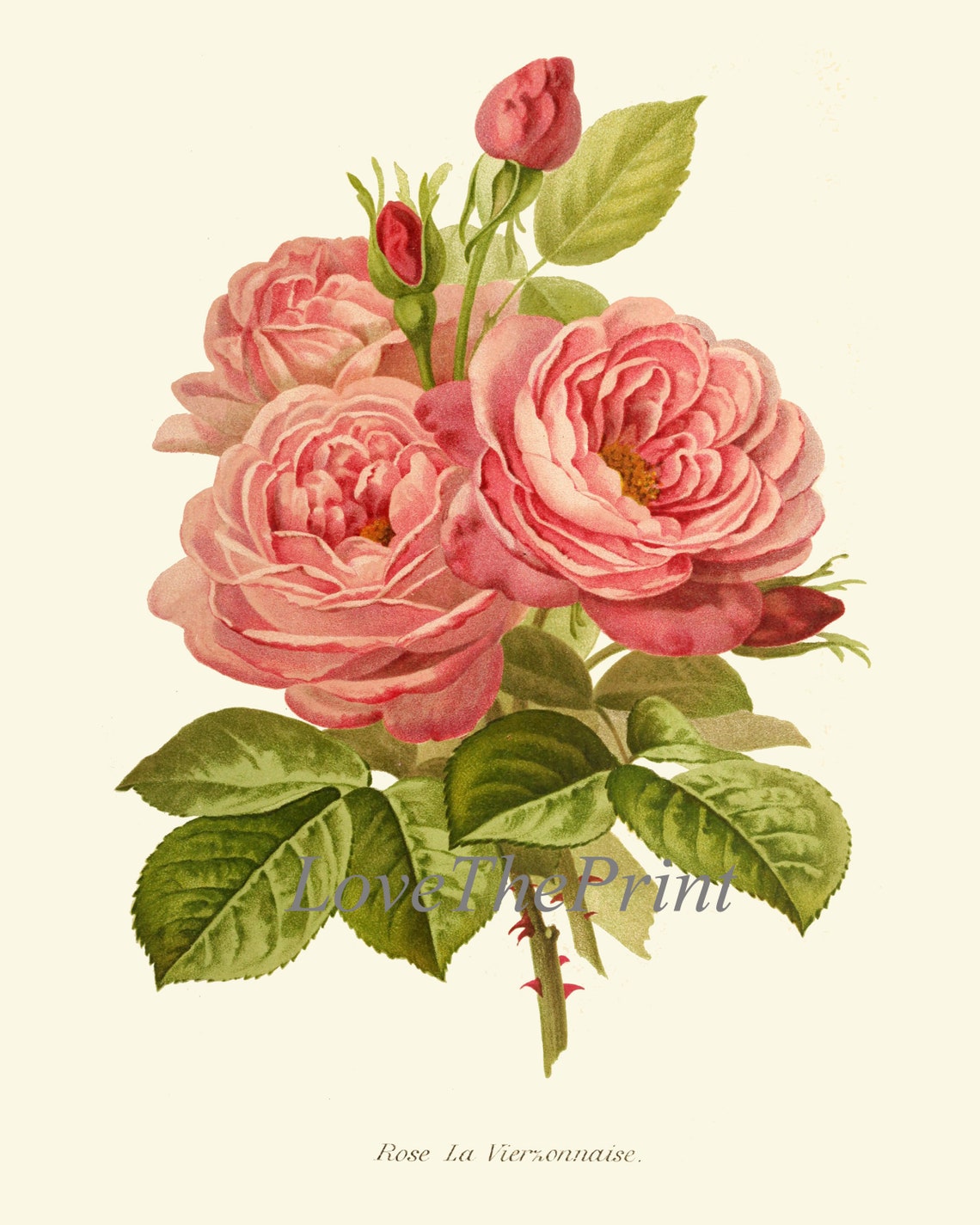Botanical Print SET of 4 Wall Art Prints Beautiful Antique Pink Peach ...