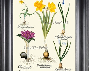 Botanical Print 14 Besler Beautiful Antique Yellow Narcissus Blue Hyacinth Spring Garden Flowers Bulb Chart Illustration Home Wall Decor