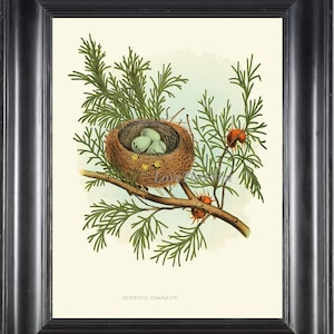 Bird Egg Nest Art Print 16 Chipping Sparrow Beautiful Antique Wall Home Room Decor Green Pine Tree Branch Drawing Illustration to Frame GT