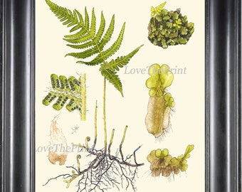 Botanical Fern Print Art 9 Antique Beautiful Green Fern Chart  to Frame Home Decor Bathroom Bedroom Living Dining Room Wall Decoration