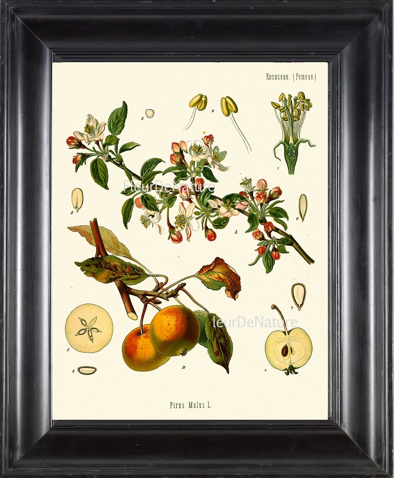 BOTANICAL PRINT Kohler 8x10 Botanical Art Print 65 Beautiful Blooming Apple Tree Fowers Fruit Print Garden Nature to Frame Home Decor