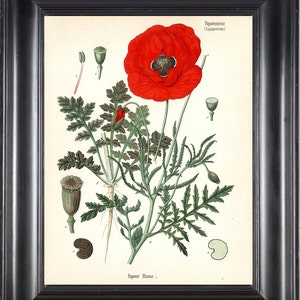 BOTANICAL PRINT Kohler 8x10 Botanical Art Print 5 Beautiful Red Poppy Country Nature Spring Simmer Garden Plant to Frame Interior Design