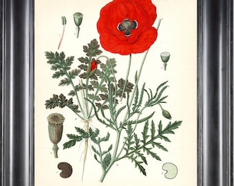 BOTANICAL PRINT Kohler 8x10 Botanical Art Print 5 Beautiful Red Poppy Country Nature Spring Simmer Garden Plant to Frame Interior Design